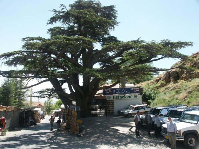 Zederbaum in Al-Arz, Libanon
